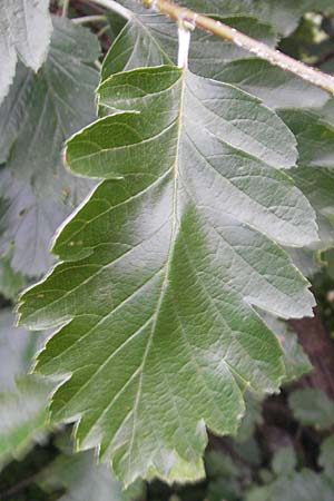 Sorbus pseudothuringiaca / Hersbruck Whitebeam, D Rheinhessen, Bornheim 31.5.2012