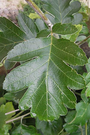 Sorbus x pinnatifida \ Bastard-Eberesche / Hybrid Whitebeam, D Nördlingen 8.6.2012