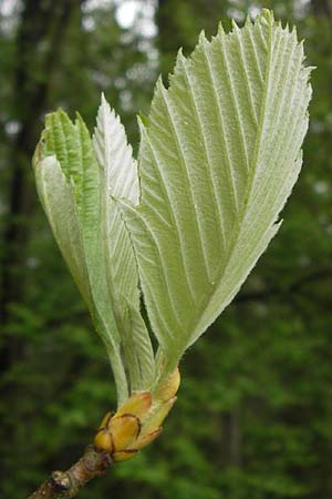 Sorbus perlonga \ Langblttrige Mehlbeere / Long-Leaved Whitebeam, D Leinach 4.5.2013