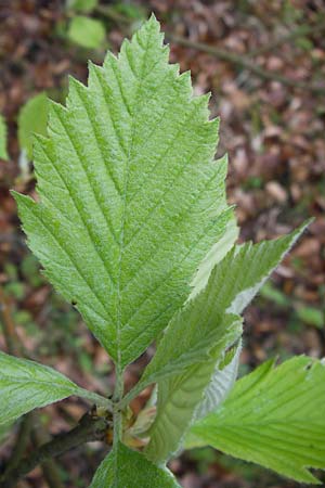 Sorbus perlonga / Long-Leaved Whitebeam, D Leinach 4.5.2013