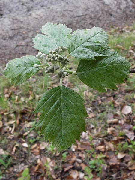 Sorbus puellarum / Girlish Whitebeam, D Uettingen 4.5.2013