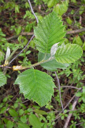 Sorbus puellarum \ Mdchen-Mehlbeere / Girlish Whitebeam, D Uettingen 4.5.2013