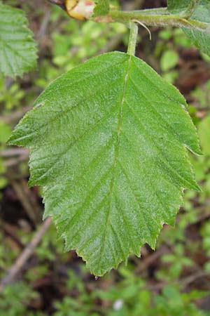 Sorbus puellarum / Girlish Whitebeam, D Uettingen 4.5.2013