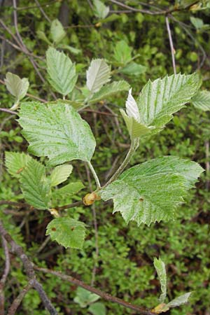 Sorbus puellarum / Girlish Whitebeam, D Uettingen 4.5.2013