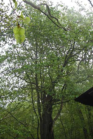 Sorbus x pinnatifida / Hybrid Whitebeam, D Thüringen, Waltershausen 7.5.2013