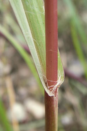 Setaria pumila \ Rote Borstenhirse, Fuchsrote Borstenhirse, D Heidelberg 19.9.2013