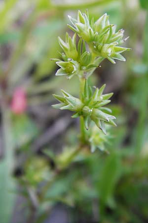 Scleranthus annuus / Annual Knawel, D Gladenbach 17.5.2014