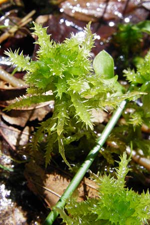 Sphagnum squarrosum \ Sparriges Torfmoos, D Zwiesel 9.6.2014