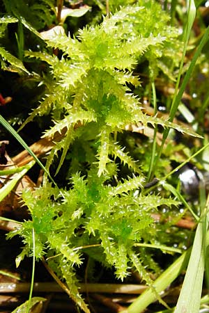 Sphagnum squarrosum \ Sparriges Torfmoos, D Zwiesel 9.6.2014