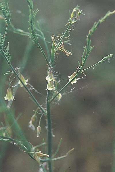 Asparagus officinalis \ Gemse-Spargel, D Bensheim 15.5.2006