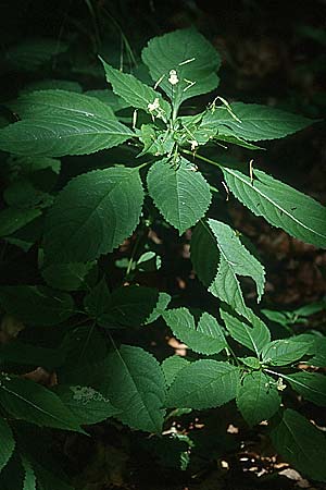 Impatiens parviflora, Small Balsam