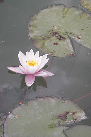 Nymphaea alba \ Weie Seerose / White Water-Lily, D Groß-Gerau 20.6.2009