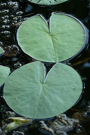 Nymphaea candida \ Glnzende Seerose, Kleine Seerose, D Rheinstetten-Silberstreifen 18.8.2008