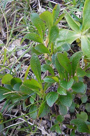 Arctostaphylos alpina \ Alpen-Brentraube / Alpine Bearberry, D Immenstadt 21.6.2011