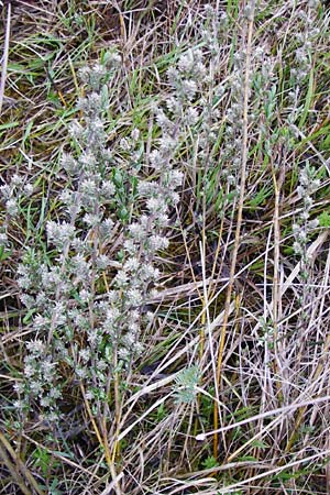 Salix repens \ Kriech-Weide / Creeping Willow, D Inning 3.5.2014