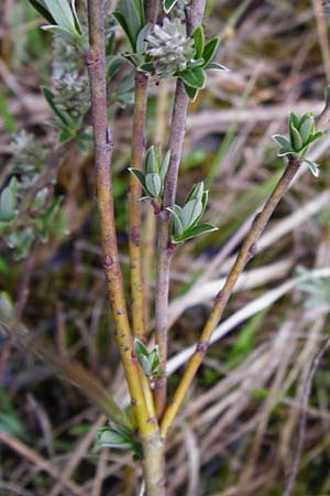 Salix repens \ Kriech-Weide / Creeping Willow, D Inning 3.5.2014