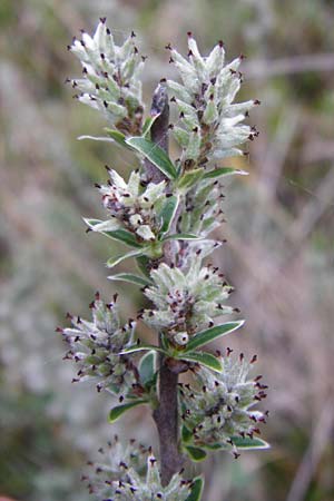 Salix repens \ Kriech-Weide / Creeping Willow, D Inning 3.5.2014