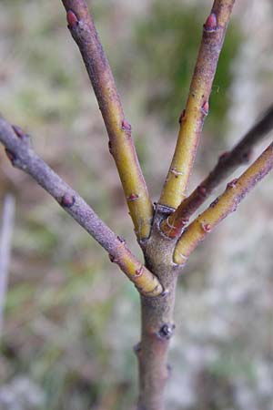 Salix repens \ Kriech-Weide / Creeping Willow, D Inning 3.5.2014