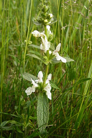 Stachys recta, Yellow Woundwort