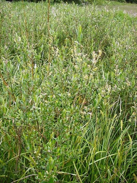 Salix repens \ Kriech-Weide / Creeping Willow, D Odenwald, Wahlen 30.5.2014
