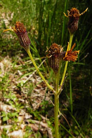 Tephroseris crispa \ Krauses Aschenkraut, Bach-Greiskraut / Frizzly Groundsel, D Zwiesel 9.6.2014