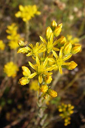 Sedum forsterianum \ Zierliche Felsen-Fetthenne / Rock Stonecrop, Welsh Stonecrop, D Mannheim 7.7.2014