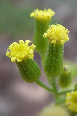 Senecio sylvaticus / Heath Groundsel, D Siefersheim 14.6.2008