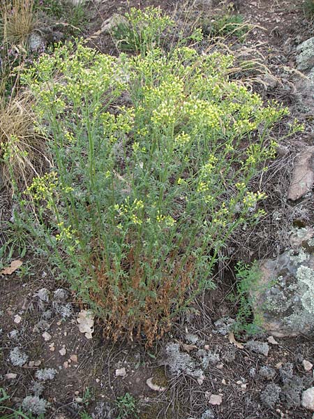 Senecio sylvaticus \ Wald-Greiskraut, D Siefersheim 14.6.2008