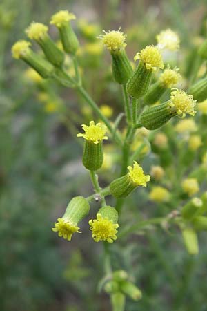 Senecio sylvaticus \ Wald-Greiskraut / Heath Groundsel, D Siefersheim 14.6.2008