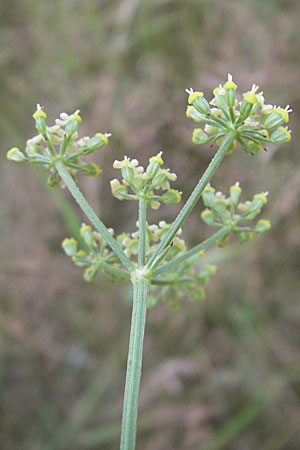 Silaum silaus \ Wiesen-Silge / Pepper Saxifrage, D Pfalz, Speyer 22.7.2009