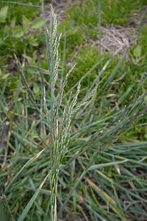 Puccinellia distans \ Gewhnlicher Salzschwaden / Reflexed Saltmarsh Grass, D Bad Nauheim 13.5.2010