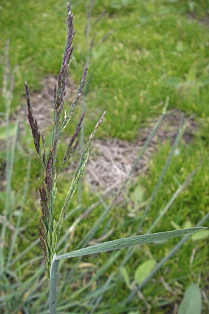 Puccinellia distans \ Gewhnlicher Salzschwaden / Reflexed Saltmarsh Grass, D Bad Nauheim 13.5.2010