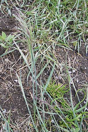 Puccinellia distans \ Gewhnlicher Salzschwaden / Reflexed Saltmarsh Grass, D Bad Nauheim 13.5.2010