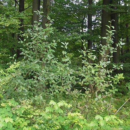 Sorbus schwarziana \ Schwarz' Mehlbeere / Schwarz' Whitebeam, D Franken/Franconia Frechetsfeld 6.8.2011