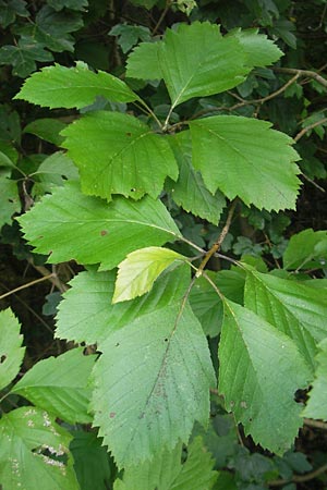 Sorbus schnizleiniana \ Schnizleins Mehlbeere / Schnizlein's Whitebeam, D Franken/Franconia Neukirchen 6.8.2011