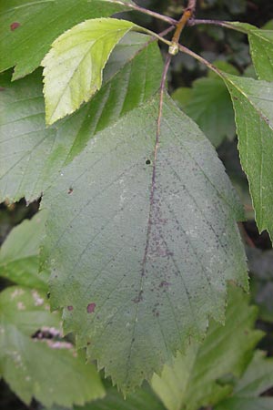 Sorbus schnizleiniana \ Schnizleins Mehlbeere / Schnizlein's Whitebeam, D Franken/Franconia Neukirchen 6.8.2011