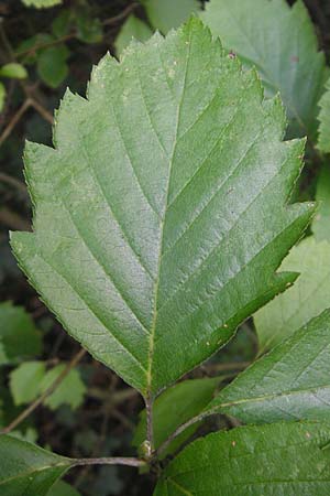 Sorbus schnizleiniana \ Schnizleins Mehlbeere / Schnizlein's Whitebeam, D Franken/Franconia Neukirchen 6.8.2011