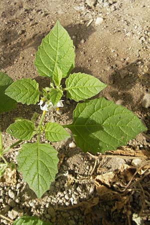 Solanum sarachoides, Saracha-Nachtschatten