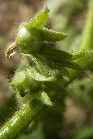 Solanum sarachoides / Saracha Nightshade, D Karlsruhe 29.10.2011