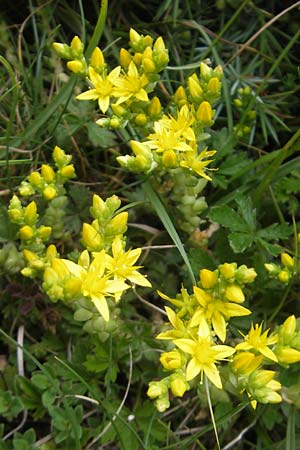 Sedum acre \ Scharfer Mauerpfeffer, D Solnhofen 5.6.2012