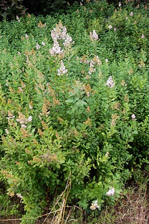 Spiraea salicifolia \ Weidenbl�ttriger Spierstrauch / Willowleaf Meadowsweet, Bridewort, D Odenwald, Airlenbach 26.7.2013