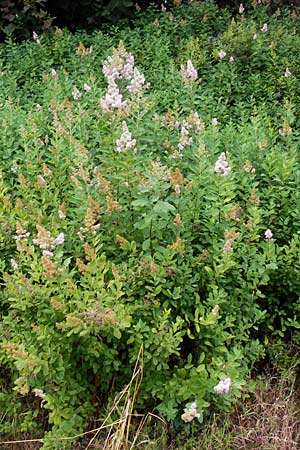 Spiraea alba x douglasii \ Spierstrauch-Hybride, D Odenwald, Airlenbach 26.7.2013