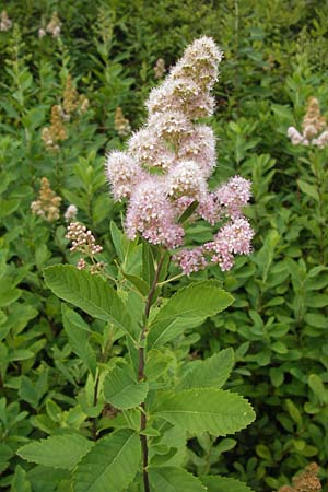 Spiraea salicifolia \ Weidenbl�ttriger Spierstrauch / Willowleaf Meadowsweet, Bridewort, D Odenwald, Airlenbach 26.7.2013