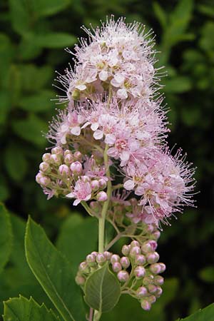 Spiraea salicifolia \ Weidenbl�ttriger Spierstrauch / Willowleaf Meadowsweet, Bridewort, D Odenwald, Airlenbach 26.7.2013