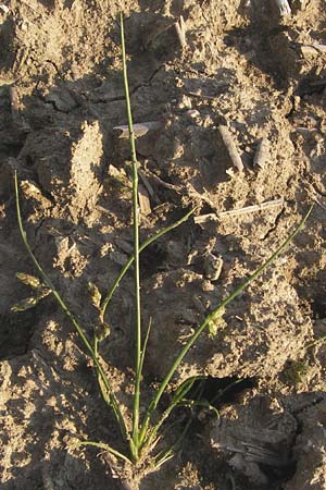 Schoenoplectiella supina / Dwarf Bulrush, D Philippsburg 20.8.2013