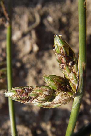 Schoenoplectiella supina \ Niedrige Teichsimse, Zwerg-Flechtbinse, D Philippsburg 20.8.2013