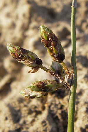 Schoenoplectiella supina / Dwarf Bulrush, D Philippsburg 20.8.2013