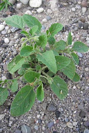 Solanum sarachoides \ Saracha-Nachtschatten, D Mannheim 21.8.2013