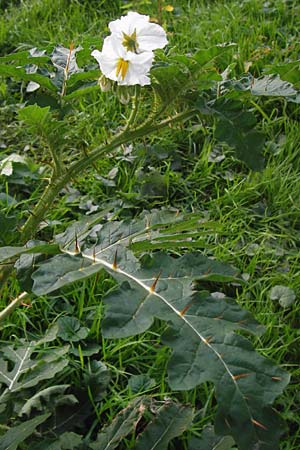 Solanum sisymbriifolium \ Raukenblttriger Nachtschatten, Litschi-Tomate / Sticky Nightshade, Lychee Tomato, D Mannheim 25.9.2013