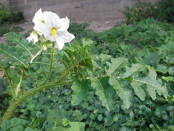 Solanum sisymbriifolium \ Raukenblttriger Nachtschatten, Litschi-Tomate / Sticky Nightshade, Lychee Tomato, D Mannheim 25.9.2013